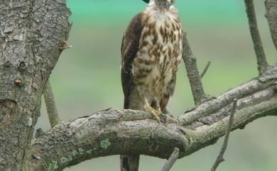 Accipiter trivirgatus formosae Mayr, 1949 鳳頭蒼鷹(台灣特有亞種)