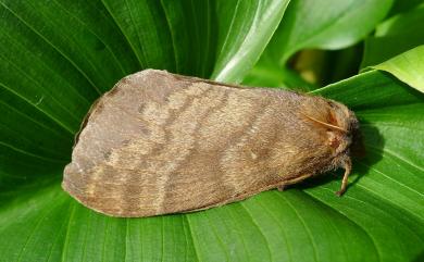 Kunugia undans metanastroides (Strand, 1915) 波紋枯葉蛾