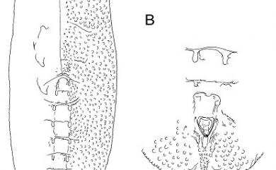 Aleurotulus arundinacea Singh, 1931 茨竹細粉蝨