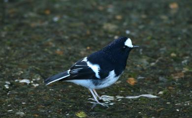 Enicurus scouleri fortis (Hartert, 1910) 小剪尾