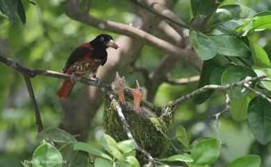 Oriolus traillii ardens (Swinhoe, 1862) 朱鸝