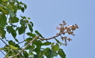 Paulownia × taiwaniana T.W.Hu & H.J.Chang 臺灣泡桐