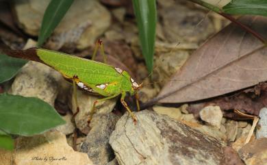 Deflorita apicalis (Shiraki, 1930) 端斜緣螽