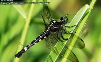 Onychothemis tonkinensis Martin, 1904 琥珀蜻蜓