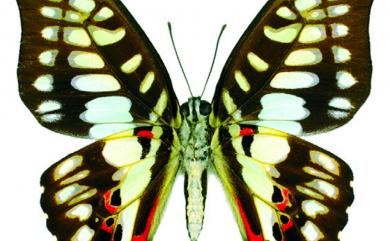 Graphium doson postianus (Fruhstorfer, 1902) 木蘭青鳳蝶