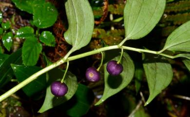 Disporopsis fuscopicta var. arisanensis (Hayata) S.S.Ying 阿里山假寶鐸花