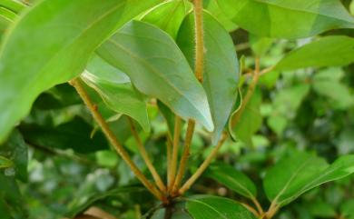 Neolitsea buisanensis 武威山新木薑子