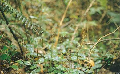 Neottia suzukii (Masam.) Szlach. 鈴木氏雙葉蘭