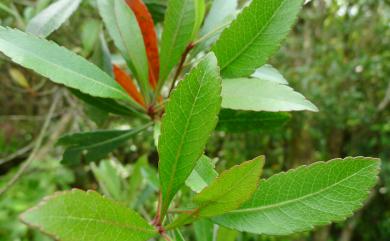 Rhaphiolepis indica var. hiiranensis (Kaneh.) H.L.Li 恆春石斑木