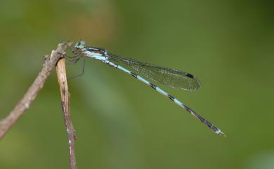 Indolestes cyaneus (Selys, 1862) 青紋絲蟌