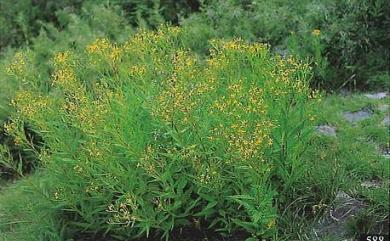 Senecio nemorensis var. dentatus 黃菀