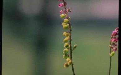 Polygala tatarinowii Regel 小扁豆