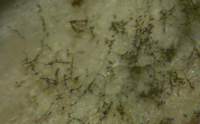 Alternaria alternata (Fr.) Keissler 互生鏈隔孢菌