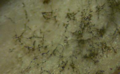 Alternaria alternata 互生鏈隔孢菌