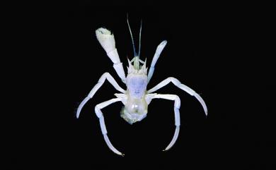 Tomopaguroides valdividae (Balss, 1911) 小眼似片寄居蟹