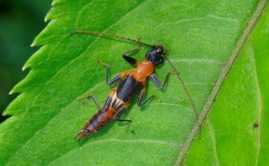 Diplatys flavicollis Shiraki, 1907 草黃尾螋