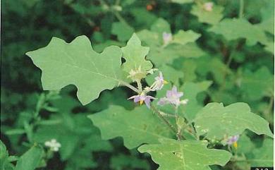 Solanum violaceum Ortega 印度茄