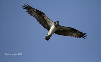 Pandion haliaetus haliaetus (Linnaeus, 1758) 魚鷹