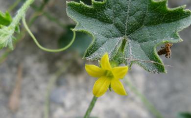 Mukia maderaspatana (L.) M. Roem. 天花