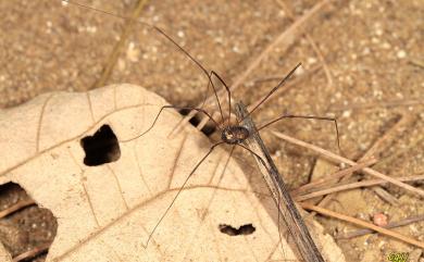 Sclerosomatidae Simon, 1879 硬體盲蛛科