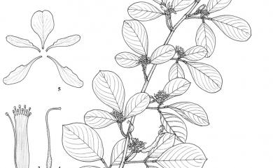 Dendrolobium umbellatum 白木蘇花