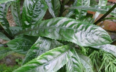 Blumea lanceolaria Druce 走馬胎
