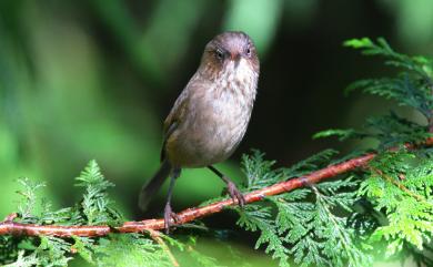 Fulvetta formosana (Ogilvie-Grant, 1906) 褐頭花翼