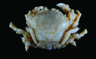 Cryptodromia fukuii (Sakai, 1936) 福井隱綿蟹