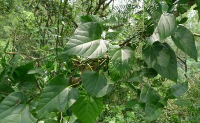 Cissus repens Lam. 粉藤