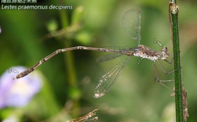 Lestes praemorsus decipiens Körby, 1893 隱紋絲蟌