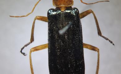 Themus pallidipes Wittmer, 1954 黛青麗菊虎