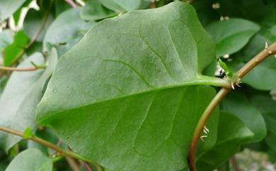 Anredera cordifolia (Ten.) Steenis 洋落葵