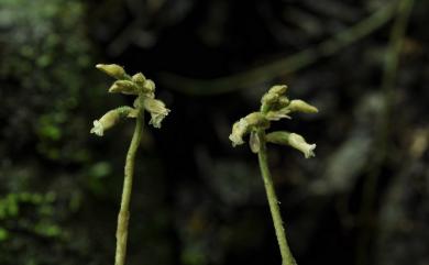 Cheirostylis chinensis var. takeoi (Hayata) T.P.Lin 全唇指柱蘭