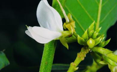 Dendrolobium umbellatum 白木蘇花