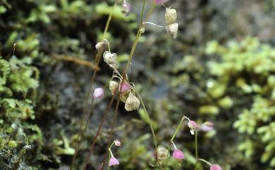 Utricularia striatula Sm. 圓葉挖耳草