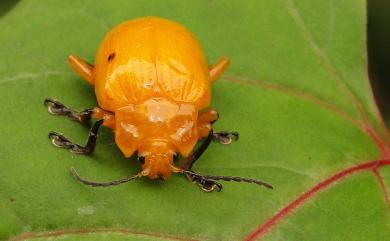 Podontia lutea (Olivier, 1790) 大黃葉蚤