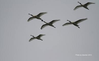 Platalea minor Temminck & Schlegel, 1849 黑面琵鷺