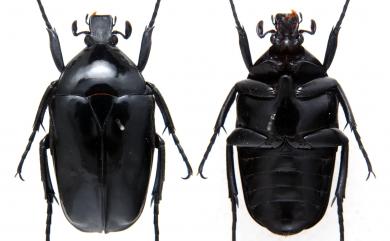 Rhomborrhina taiwana Sawada, 1949 臺灣黑騷金龜