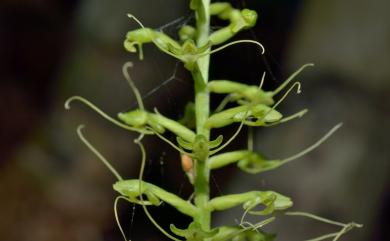 Peristylus calcaratus 貓鬚蘭