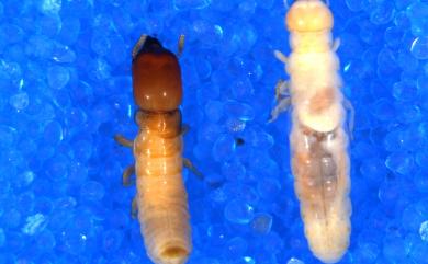 Glyptotermes fuscus Oshima, 1912 | 臺灣生命大百科