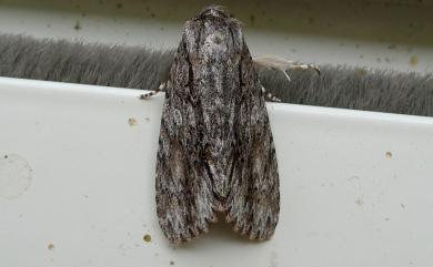 Acronicta denticulata pernivea Chang, 1991 白裙劍紋夜蛾