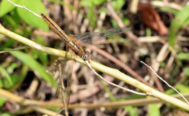 Crocothemis servilia servilia (Drury, 1770) 猩紅蜻蜓