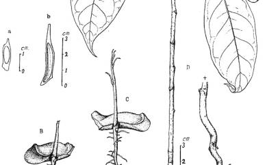 Swietenia macrophylla 大葉桃花心木