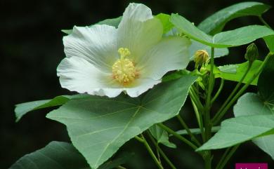 Hibiscus taiwanensis S.Y.Hu 山芙蓉