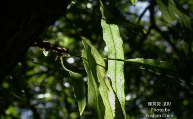 Lepidomicrosorum ningpoense 攀援星蕨