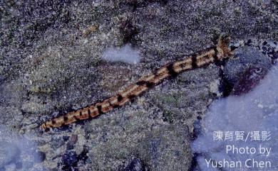 Synapta maculata (Chamisso & Eysenhardt) 斑錨參