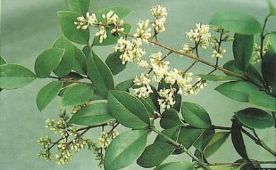 Ligustrum liukiuense Koidz. 日本女貞