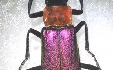 Themus purpuratus Wittmer, 1983 紫翅麗菊虎