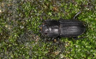 Aegus laevicollis formosae Bates, 1866 臺灣肥角鍬形蟲