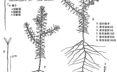 Chamaecyparis formosensis Matsum. 紅檜